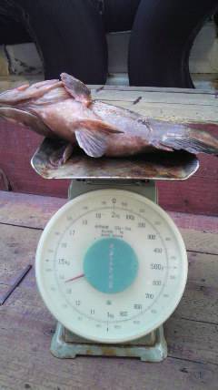 40cmオーバーのアコウがタコジグに掛かりました