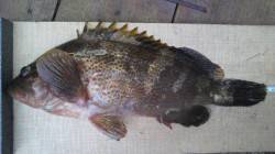 40cmオーバーのアコウがタコジグに掛かり…