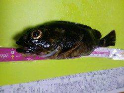 ポートアイランド北公園にて涼みながらの夜釣りの釣果