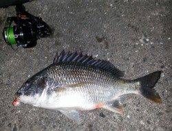 舞洲でチニング、渋い状況の中での釣果