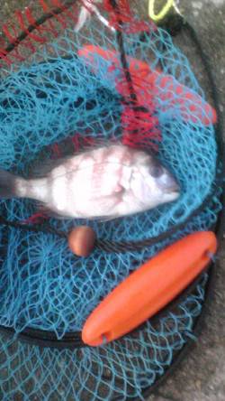 吹上浜　夜釣りで投げ釣りの大物狙い釣行☆