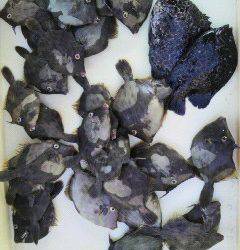 沖一文字北で、カワハギ・イシガキダイの釣果☆