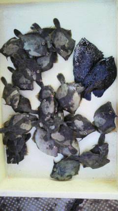 沖一文字北で、カワハギ・イシガキダイの釣果☆