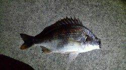 舞洲　深夜のチニングでキビレ40cmがヒット