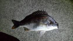 舞洲　深夜のチニングでキビレ40cmがヒッ…