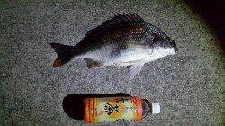 舞洲　深夜のチニングでキビレ40cmがヒット