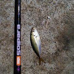 須磨　アジングで豆アジ＆子サバの釣果