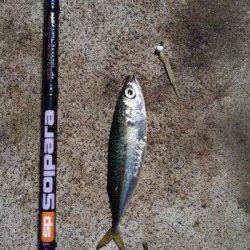 須磨　アジングで豆アジ＆子サバの釣果