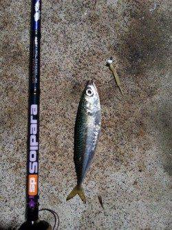 須磨　アジングで豆アジ＆子サバの釣果