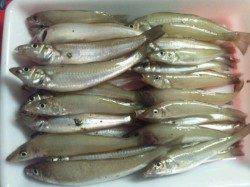 津居山港　投げ釣りでキス36匹☆　午前中の釣果