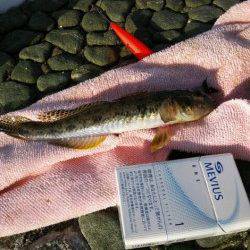 貝塚　ちょい投げでハゼ＆キスの釣果　ハゼは最大21cm