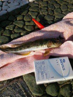貝塚　ちょい投げでハゼ＆キスの釣果　ハゼは最大21cm