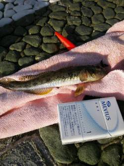 貝塚　ちょい投げでハゼ＆キスの釣果　ハゼは…