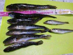 貝塚　ちょい投げでハゼ＆キスの釣果　ハゼは最大21cm