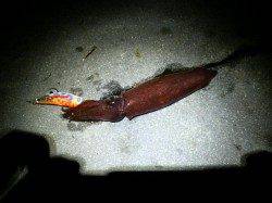 新浜漁港、約2時間の釣行でケンサキ9杯ＧＥＴ！