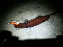 新浜漁港、約2時間の釣行でケンサキ9杯ＧＥ…