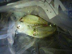 新浜漁港、約2時間の釣行でケンサキ9杯ＧＥＴ！