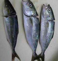 旧一文字3番、ルアーでツバスの釣果☆