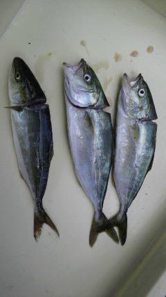 旧一文字3番、ルアーでツバスの釣果☆