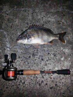 【仕事終わりに】舞洲でチヌゲーム！