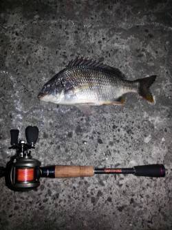 【仕事終わりに】舞洲でチヌゲーム！