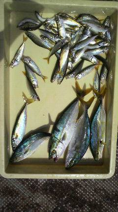 沖一文字北、釣りガールがルアーでツバスＧＥＴ！