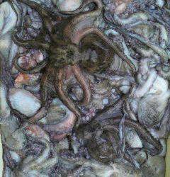 沖一文字で全部でタコ8kg！！