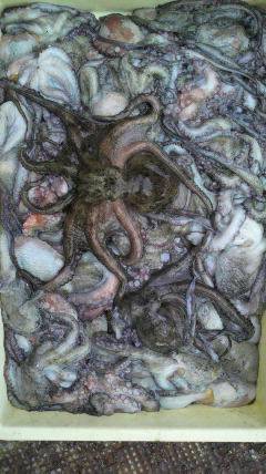 沖一文字で全部でタコ8kg！！