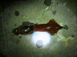 新浜漁港、ライトエギング順調にケンサキがヒット