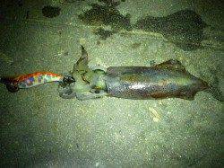 新浜漁港、ライトエギング順調にケンサキがヒット