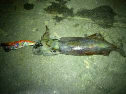 新浜漁港、ライトエギング順調にケンサキがヒ…