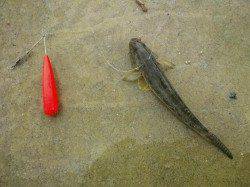 泉佐野　SLシンカーのちょい投げでハゼ〜20cm17匹