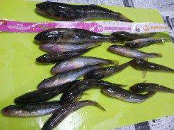 泉佐野　SLシンカーのちょい投げでハゼ〜20cm17匹