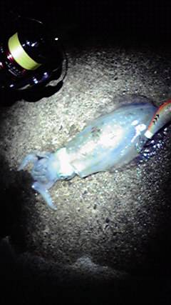 夕方～　アオリ調査に　丹後半島半周しました