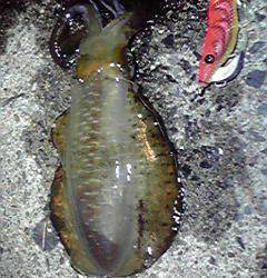 夕方～　アオリ調査に　丹後半島半周しました