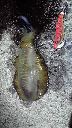 夕方～　アオリ調査に　丹後半島半周しました…