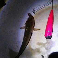 泉佐野　夕方からの釣行で、渋いながらもちょい投げでハゼがヒット