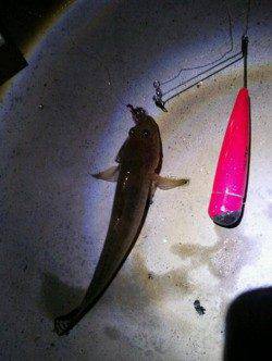 泉佐野　夕方からの釣行で、渋いながらもちょい投げでハゼがヒット