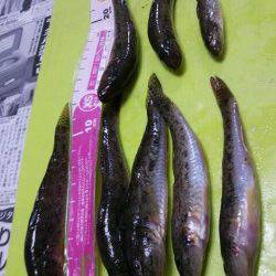 泉佐野　夕方からの釣行で、渋いながらもちょい投げでハゼがヒット