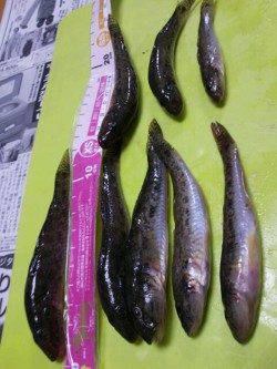 泉佐野　夕方からの釣行で、渋いながらもちょい投げでハゼがヒット