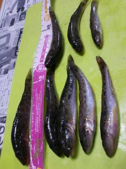 泉佐野　夕方からの釣行で、渋いながらもちょ…