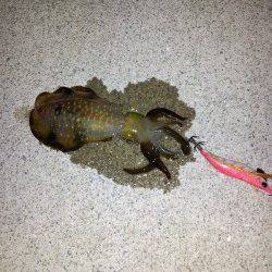 明石港　エギングでケンサキ狙いもアオリイカの新子がヒット