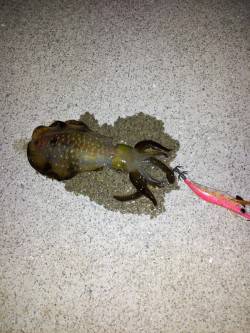 明石港　エギングでケンサキ狙いもアオリイカ…