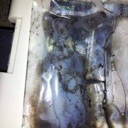 明石港　エギングでケンサキ狙いもアオリイカの新子がヒット