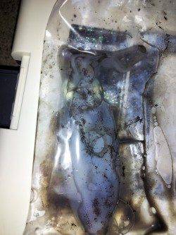 明石港　エギングでケンサキ狙いもアオリイカの新子がヒット