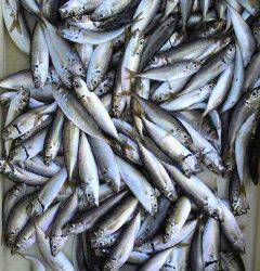 沖一文字北でお父さんと一緒にサビキ釣り☆