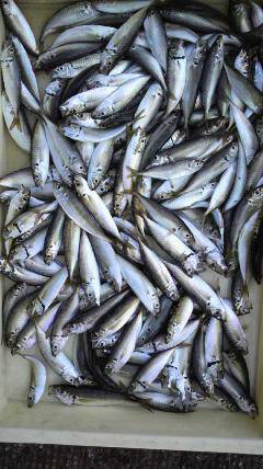 沖一文字北でお父さんと一緒にサビキ釣り☆