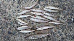 垂水漁港でキスの投げ釣り、午前中で21匹ＧＥＴ！