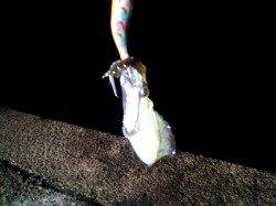 宮津西部、夕マズメ狙いで午後からエギング