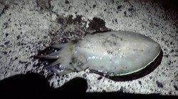 宮津西部エリアでのエギング釣果